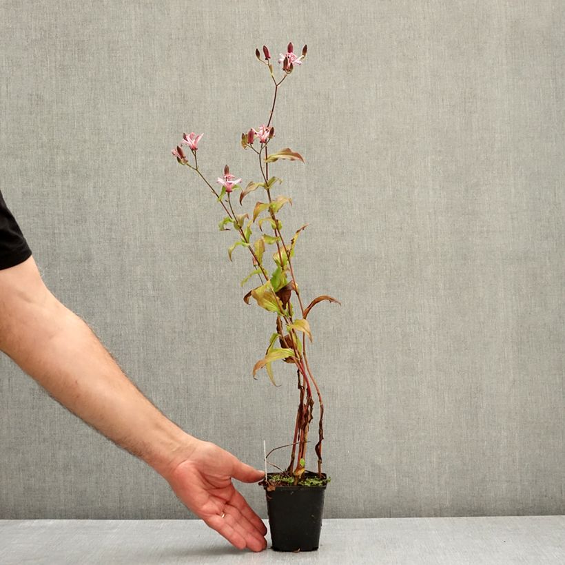 Tricyrtis hirta Raspberry Mousse - Toad Lily 8/9 cm pot sample as delivered in autumn