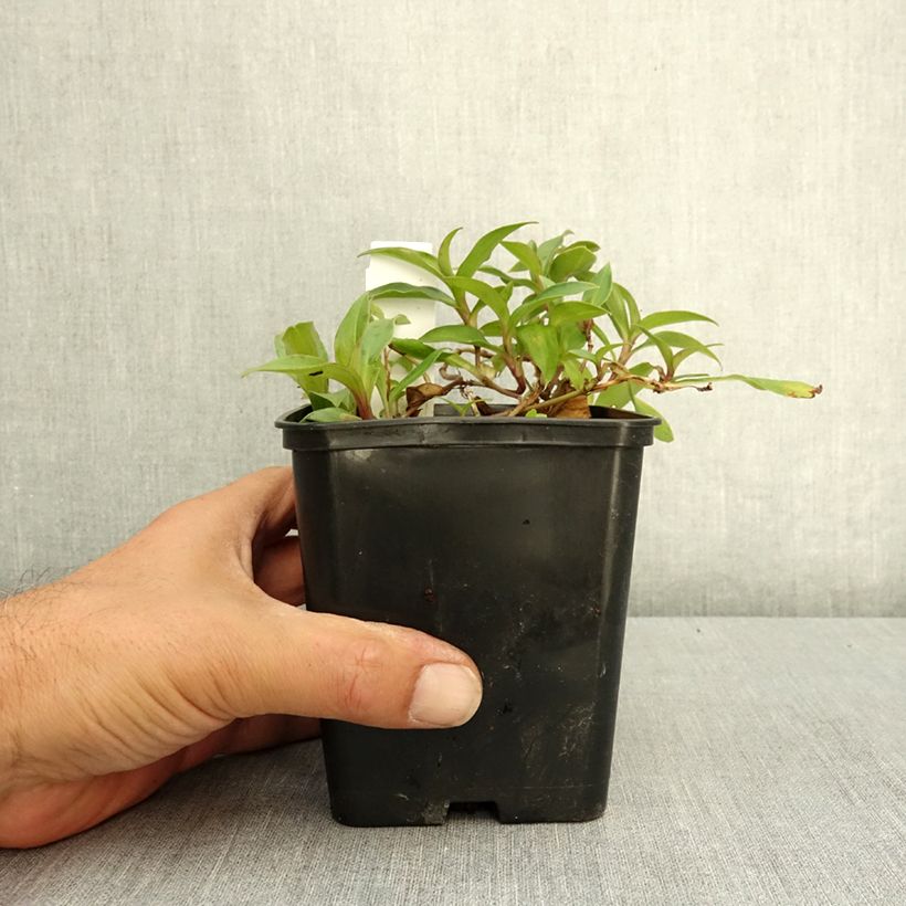 Tricyrtis hirta Taiwan Abdane - Toad Lily 1.5L/2L pot sample as delivered in summer