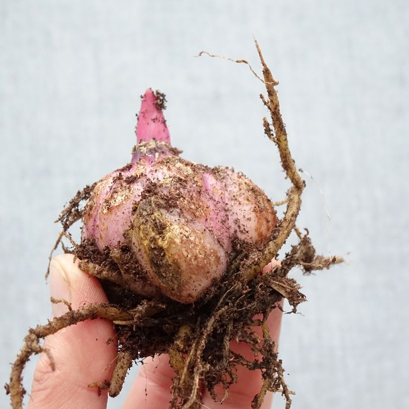Lis oriental Big Smile - Lily Bulb size 18/20 sample as delivered in spring