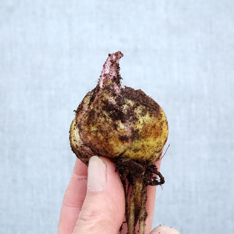 Lilium Ferrero - Lily Bulb size 16/18 sample as delivered in spring