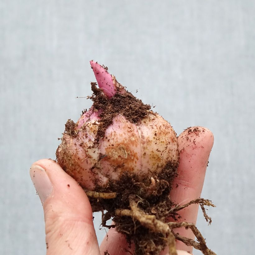 Lilium Firebolt - Lily Bulb size 18/20 sample as delivered in spring