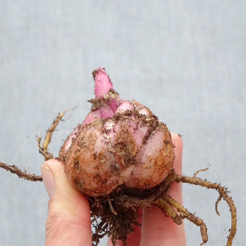 Lilium Roselily Aisha - Lily Bulb size 17/19 sample as delivered in spring