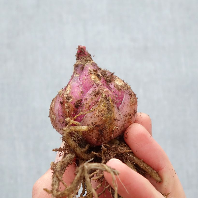Lis oriental Roselily Viola - Lily Bulb size 17/19 sample as delivered in spring