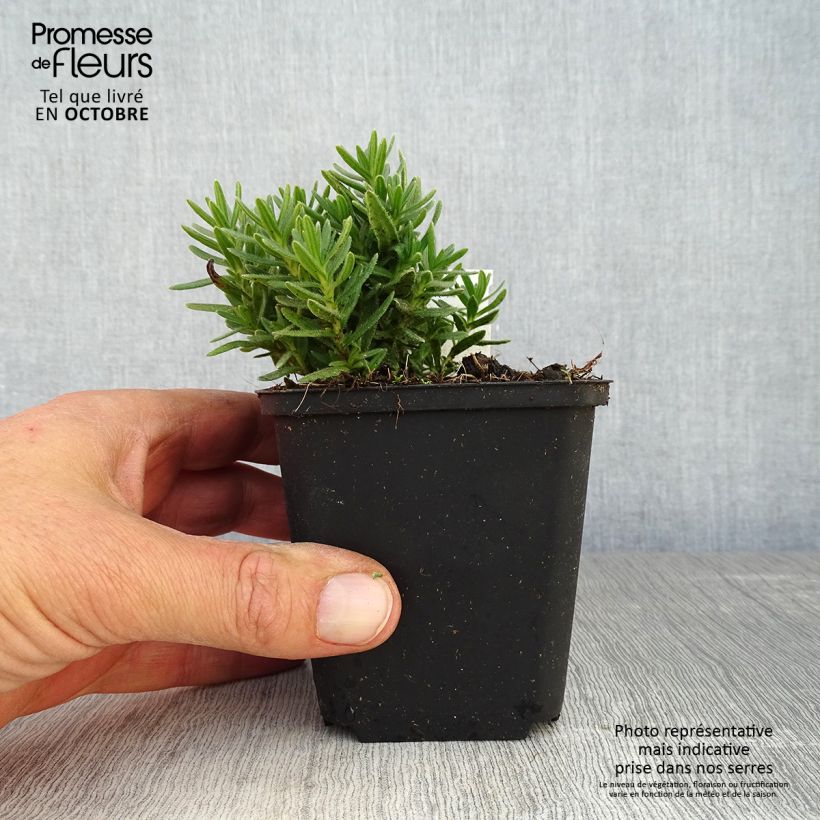 Lithodora diffusa Alba 8/9 cm pot sample as delivered in autumn