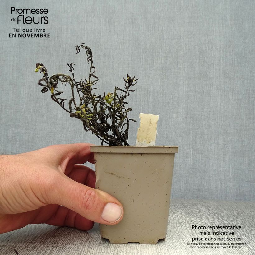 Lithodora diffusa Cambridge Blue 8/9 cm pot sample as delivered in autumn