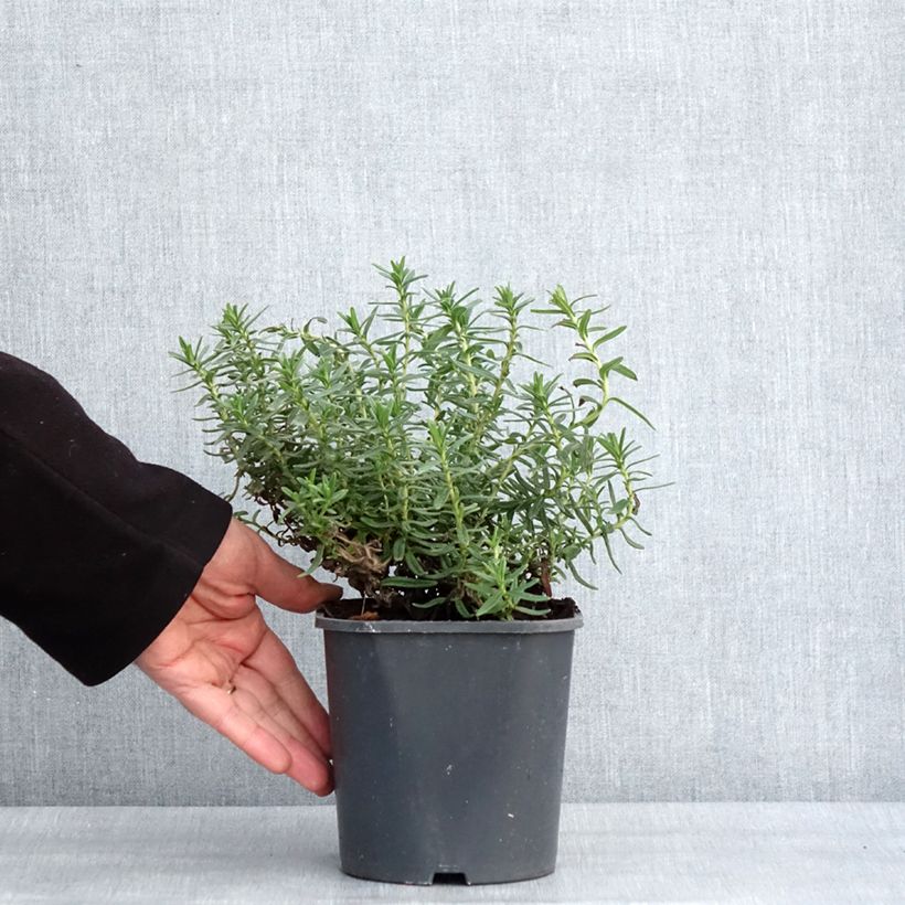 Lithodora diffusa Heavenly Blue 2L/3L pot sample as delivered in winter