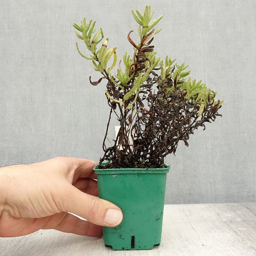 Lithodora diffusa Heavenly Blue 8/9 cm pot sample as delivered in autumn
