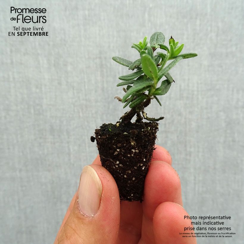 Lithodora diffusa Heavenly Blue Plug plant 3/4cm sample as delivered in autumn