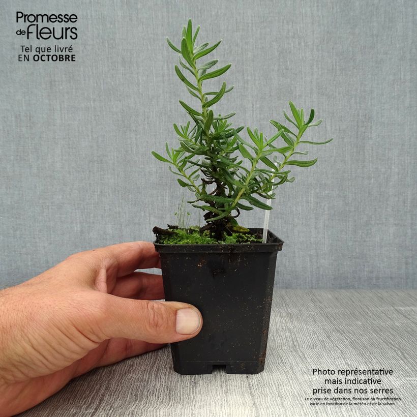 Lithodora diffusa Star 8/9 cm pot sample as delivered in autumn