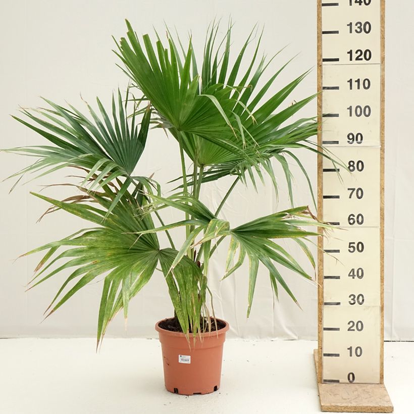 Livistona chinensis - Chinese Fan Palm 7.5L/10L pot sample as delivered in spring