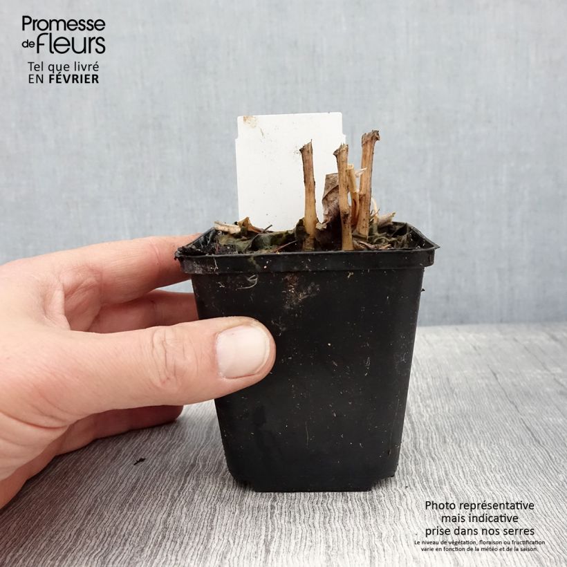 Lobelia cardinalis 8/9 cm pot sample as delivered in winter