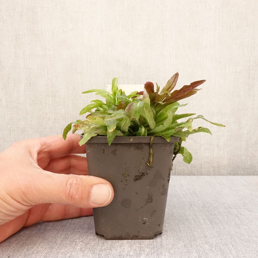 Lobelia cardinalis 8/9 cm pot sample as delivered in spring