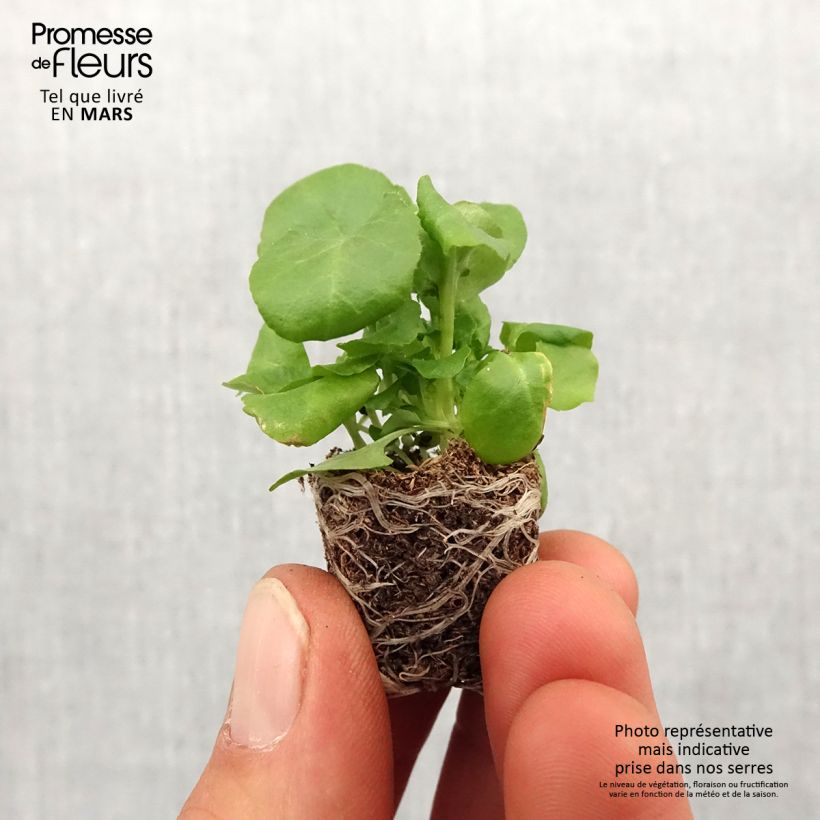 Lobelia erinus pendula Regatta Deep Blue Plug plant 1.5/2.5 cm sample as delivered in spring