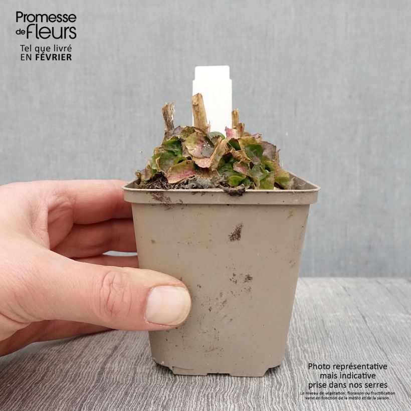 Lobelia speciosa Monet Moment 8/9 cm pot sample as delivered in winter