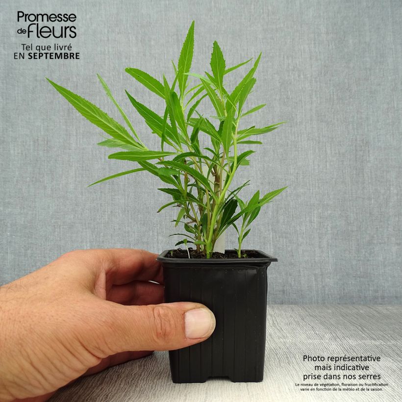 Lobelia laxiflora 8/9 cm pot sample as delivered in autumn