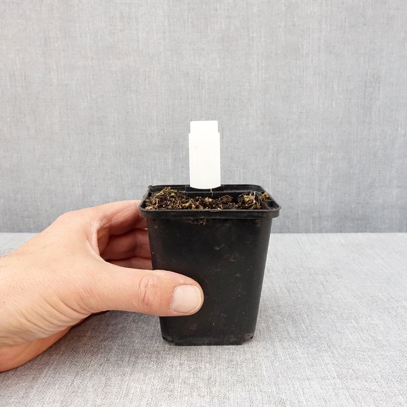 Lobelia sessilifolia 8/9 cm pot sample as delivered in spring