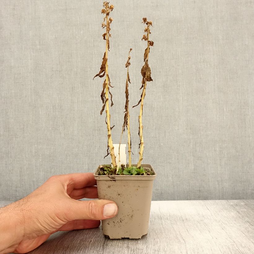 Lobelia siphilitica Alba 8/9 cm pot sample as delivered in autumn