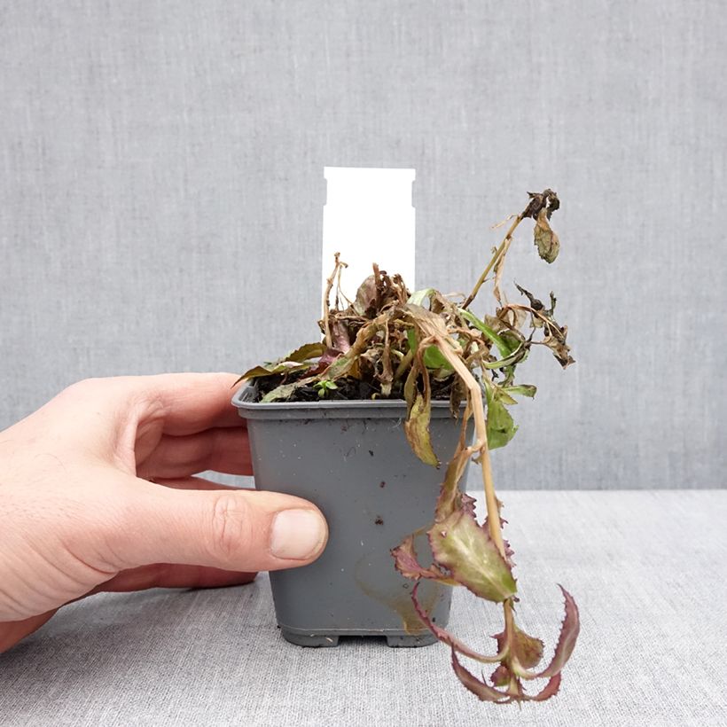 Lobelia speciosa Fan Salmon 8/9 cm pot sample as delivered in winter