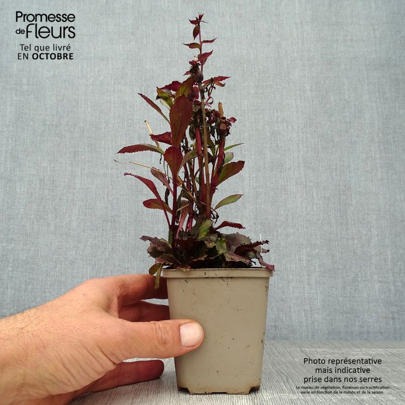 Lobelia speciosa Starship Scarlet 8/9 cm pot sample as delivered in autumn