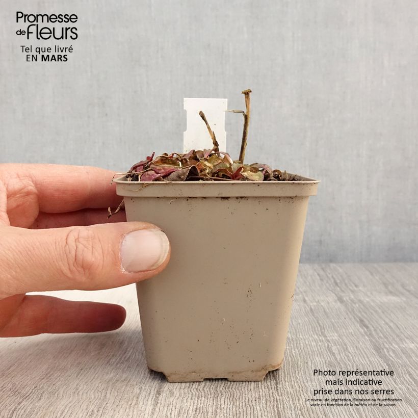 Lobelia speciosa Starship Scarlet 8/9 cm pot sample as delivered in spring