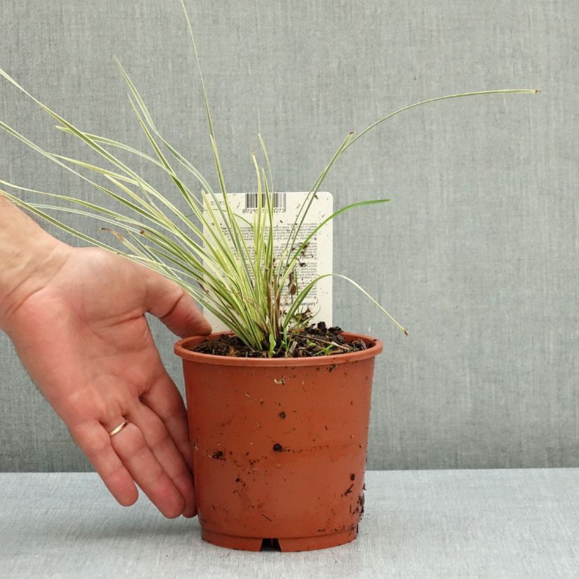 Lomandra longifolia White Sands 1L/1.5L pot sample as delivered in autumn