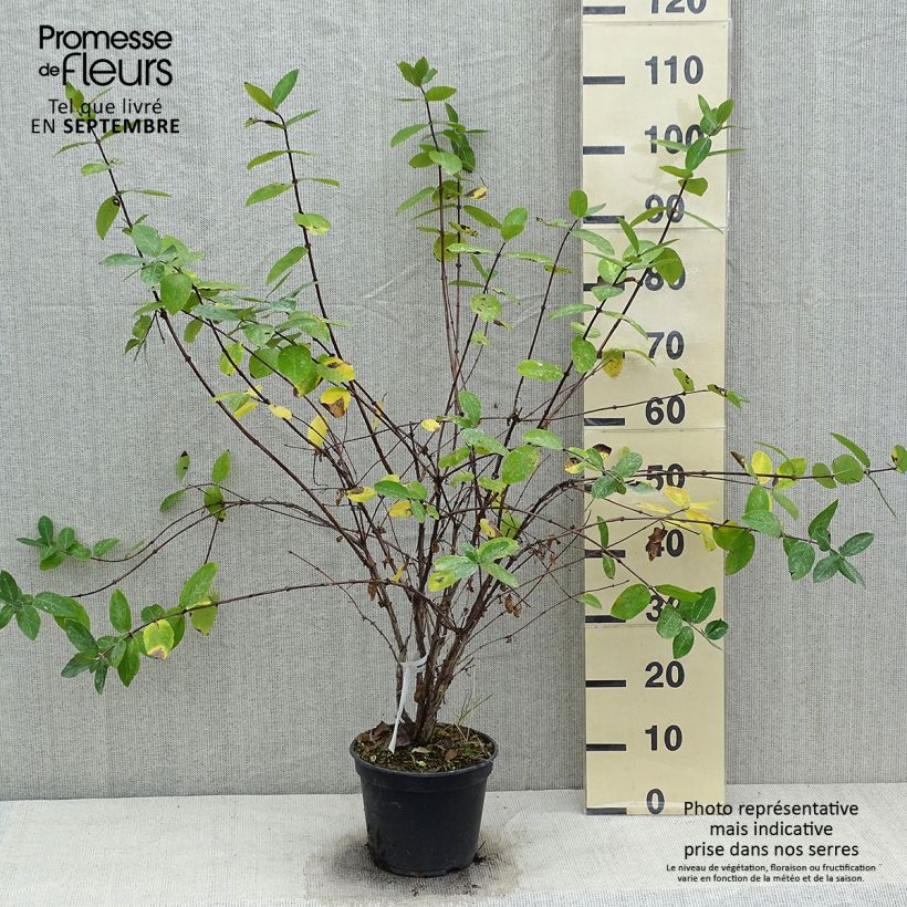 Lonicera caerulea Strawberry Sensation - Honeyberry 3L/4L pot sample as delivered in autumn