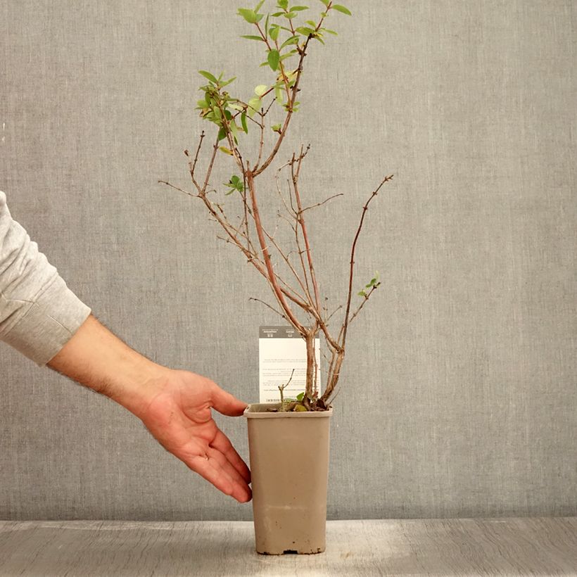 Lonicera caerulea var. kamtschatica Altaj - May Berry 1.5L/2L pot, Bush sample as delivered in autumn