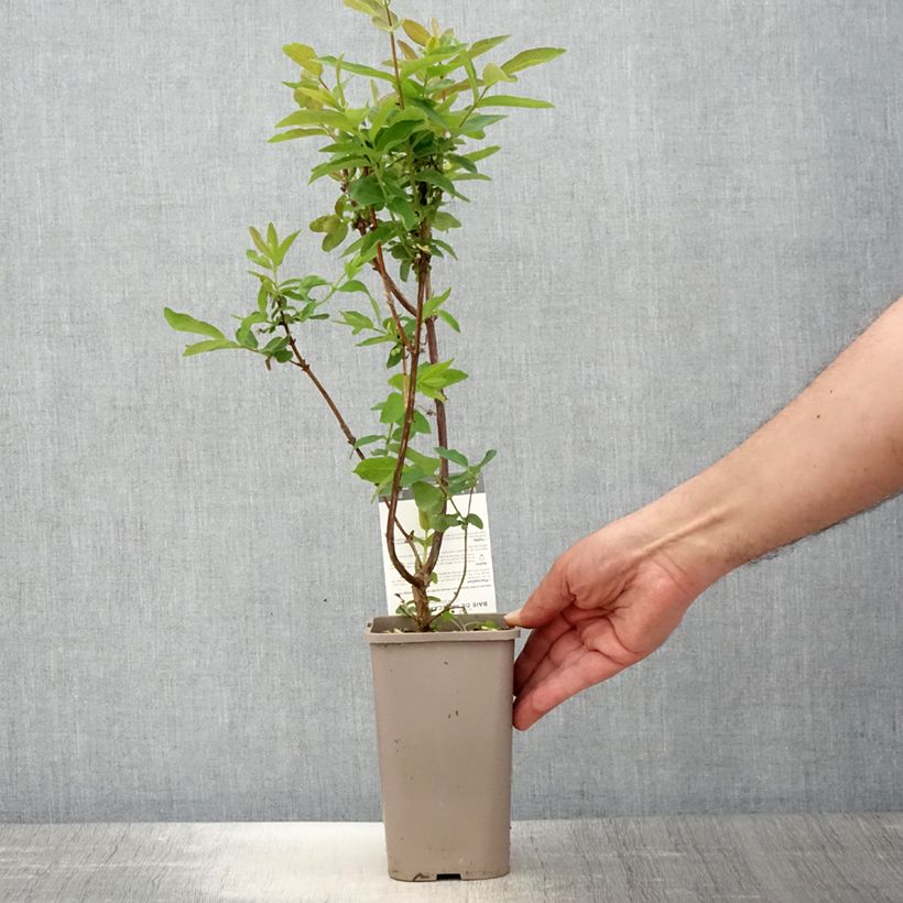 Lonicera caerulea var. kamtschatica Altaj - May Berry 1.5L/2L pot, Bush sample as delivered in spring