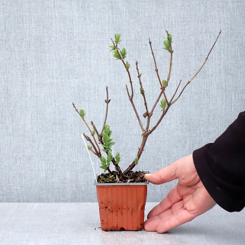 Lonicera caerulea var. kamtschatica Blue Velvet - May Berry 8/9 cm pot sample as delivered in spring