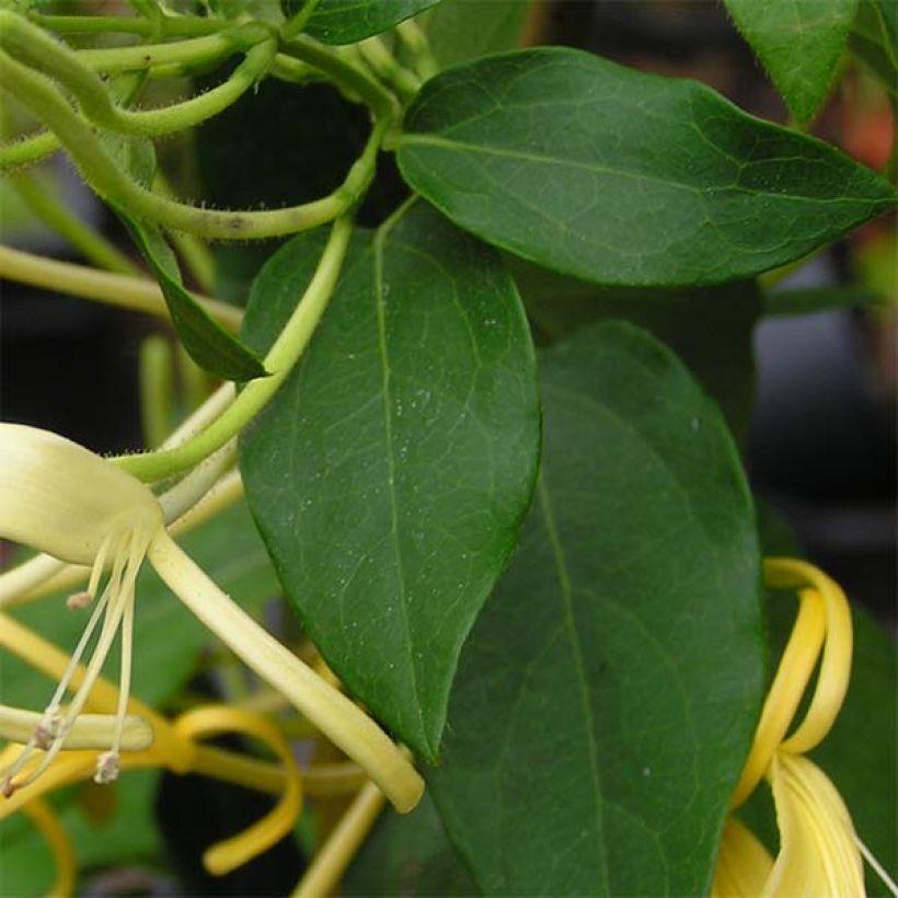 Lonicera similis var. delavayi (Foliage)