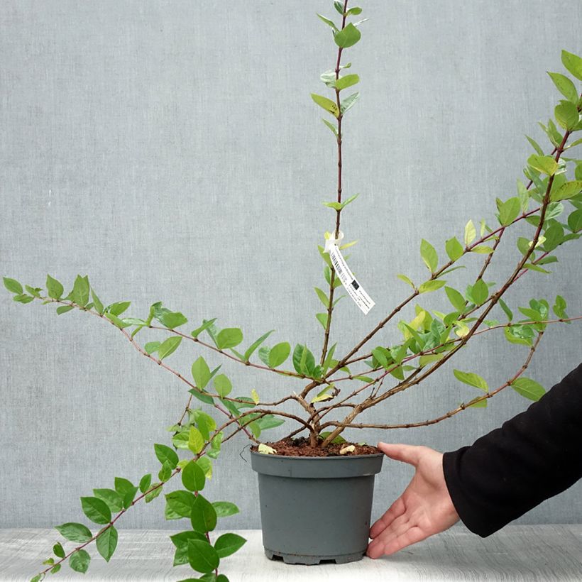 Lonicera fragrantissima - Winter Honeysuckle 2L/3L pot sample as delivered in autumn