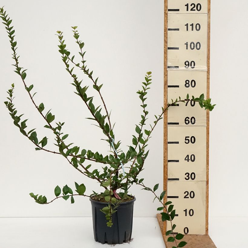 Lonicera fragrantissima - Winter Honeysuckle 7.5L/10L pot sample as delivered in autumn