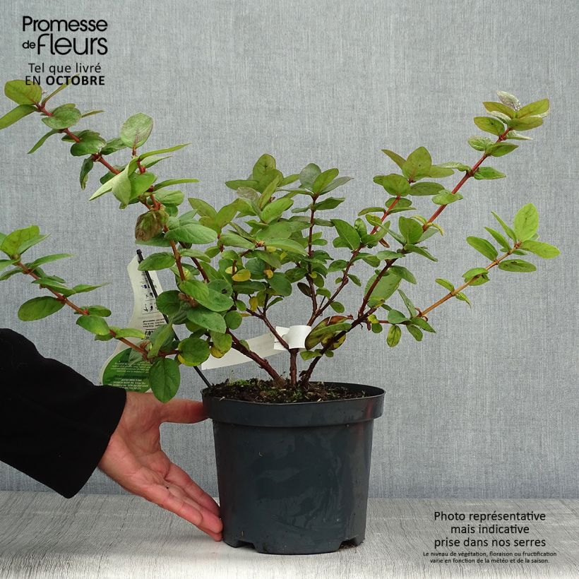 Lonicera caerulea kamtschatica Duet - Honeyberry 1.5L/2L pot, Bush sample as delivered in autumn