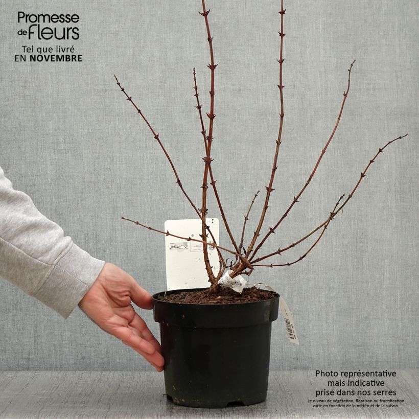 Lonicera kamtschatica Eisbär - Honeyberry 1.5L/2L pot sample as delivered in autumn