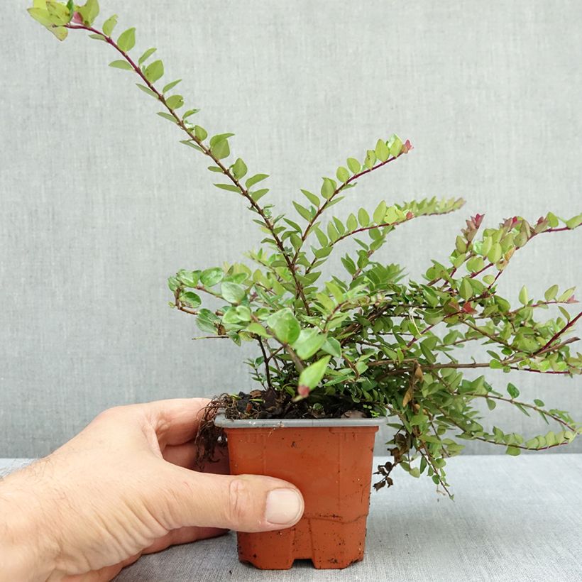 Lonicera nitida Garden Clouds Copper Glow - Box Honeysuckle 8/9 cm pot sample as delivered in autumn