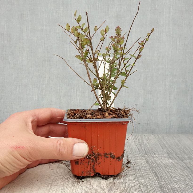 Lonicera nitida Garden Clouds Copper Glow - Box Honeysuckle 8/9 cm pot sample as delivered in spring