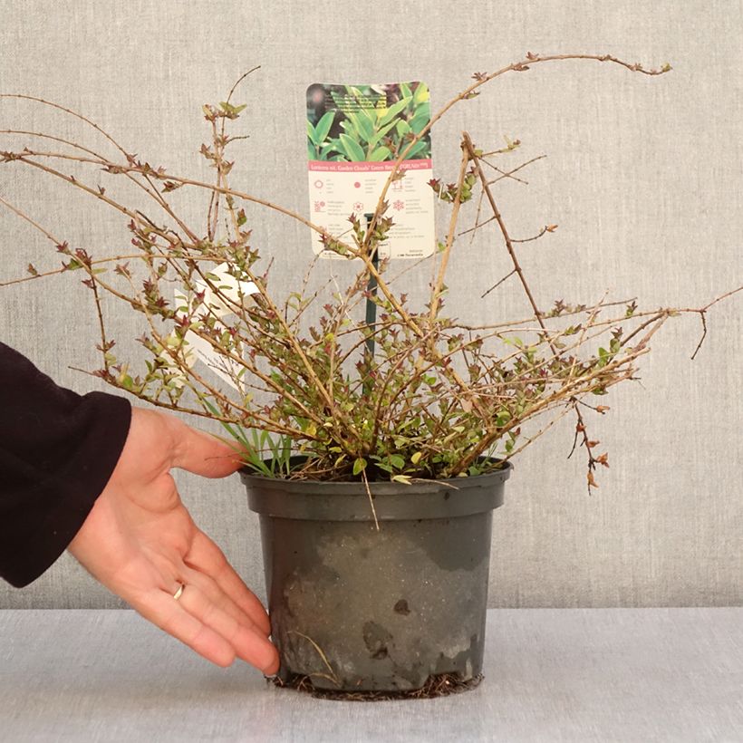 Lonicera nitida Garden Clouds Copper Glow - Box Honeysuckle 2L/3L pot sample as delivered in spring