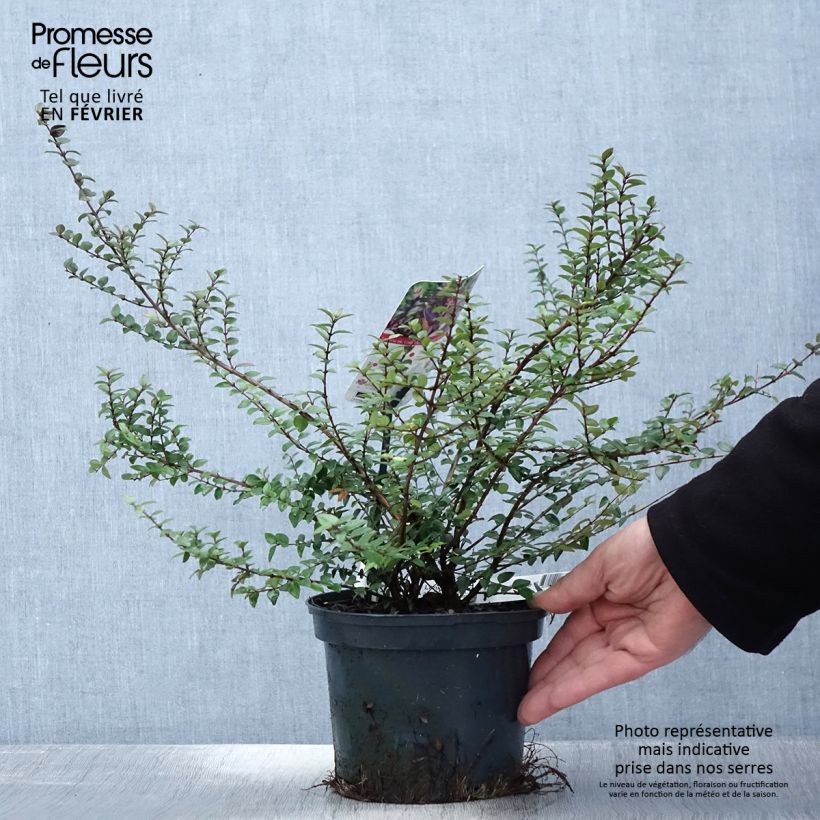 Lonicera nitida Purple Storm - Box Honeysuckle 2L/3L pot sample as delivered in winter