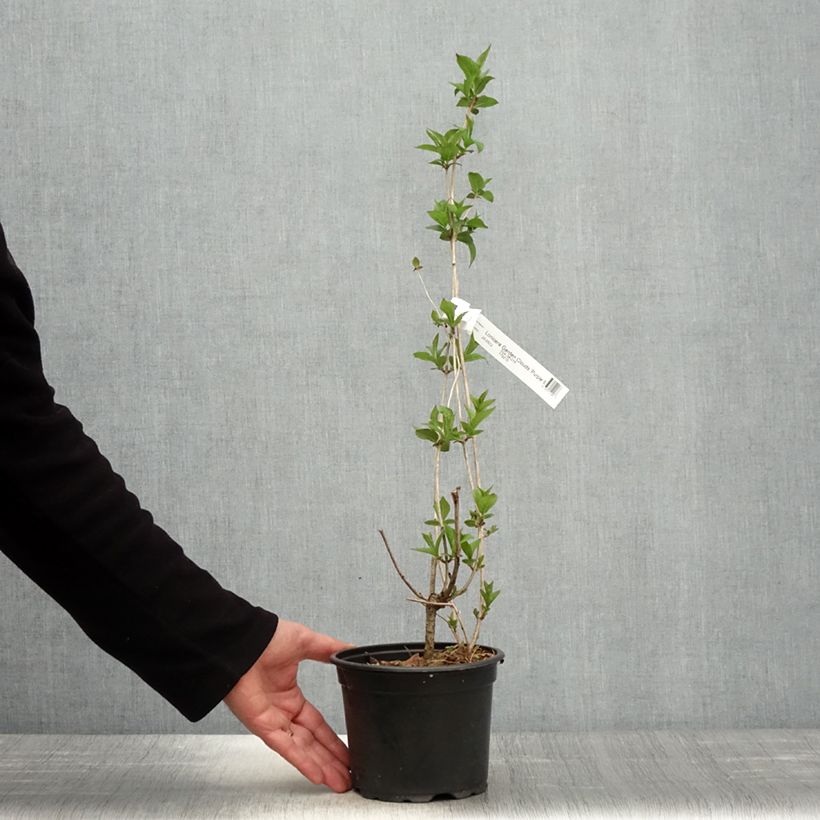 Lonicera nitida Purple Storm - Box Honeysuckle 2L/3L pot sample as delivered in spring