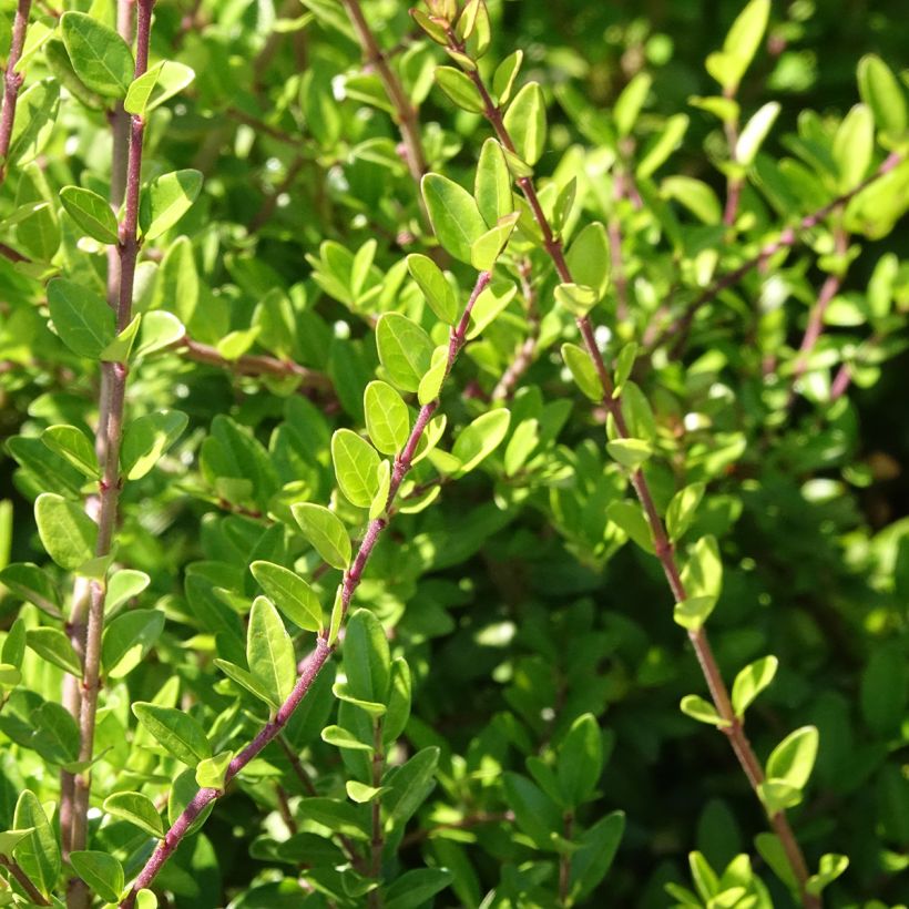 Lonicera nitida Hohenheimer Findling - Box Honeysuckle (Flowering)