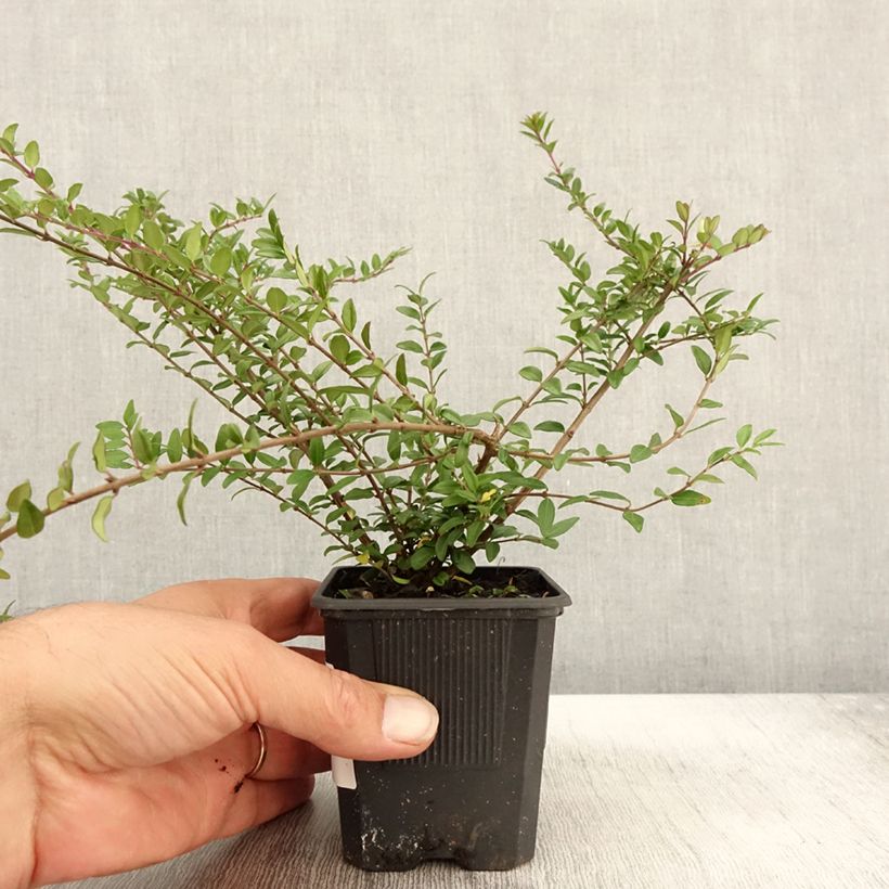 Lonicera nitida Hohenheimer Findling - Box Honeysuckle 8/9 cm pot sample as delivered in autumn