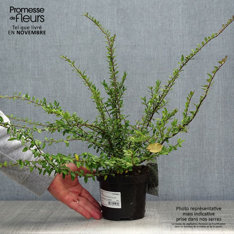 Lonicera nitida Hohenheimer Findling - Box Honeysuckle 1L/1.5L pot sample as delivered in autumn