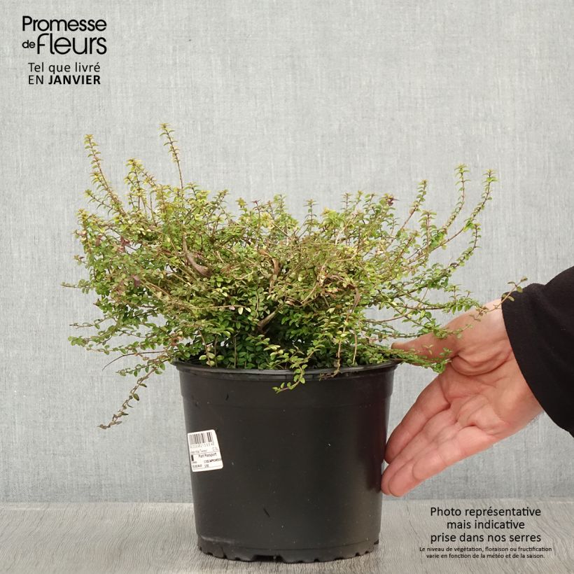 Lonicera nitida Twiggy - Box Honeysuckle 2L/3L pot sample as delivered in winter