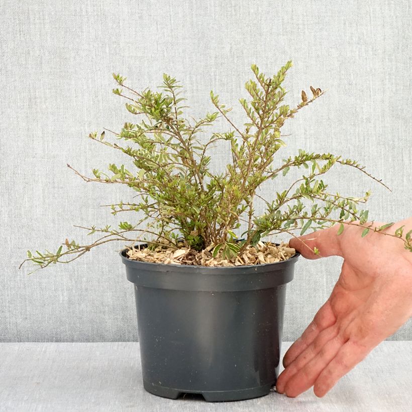 Lonicera nitida Twiggy - Box Honeysuckle 2L/3L pot sample as delivered in spring