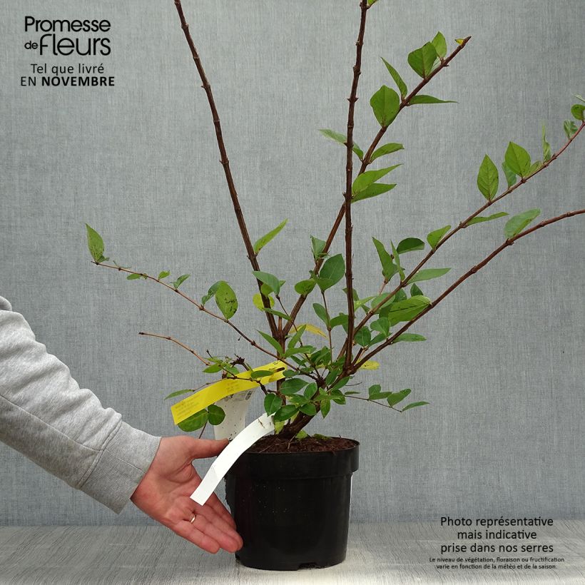 Lonicera x purpusii Winter Beauty 3L/4L pot sample as delivered in autumn