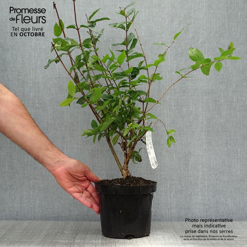 Lonicera tatarica - Tatarian Honeysuckle 2L/3L pot sample as delivered in autumn