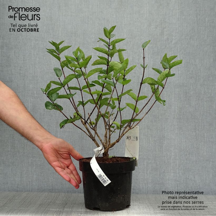 Lonicera tatarica Hacks Red - Tatarian Honeysuckle 3L/4L pot sample as delivered in autumn