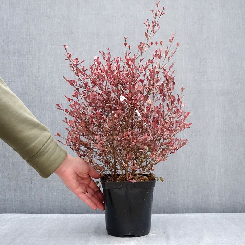 Lophomyrtus x ralphii Golden dragon® 3L/4L pot sample as delivered in winter