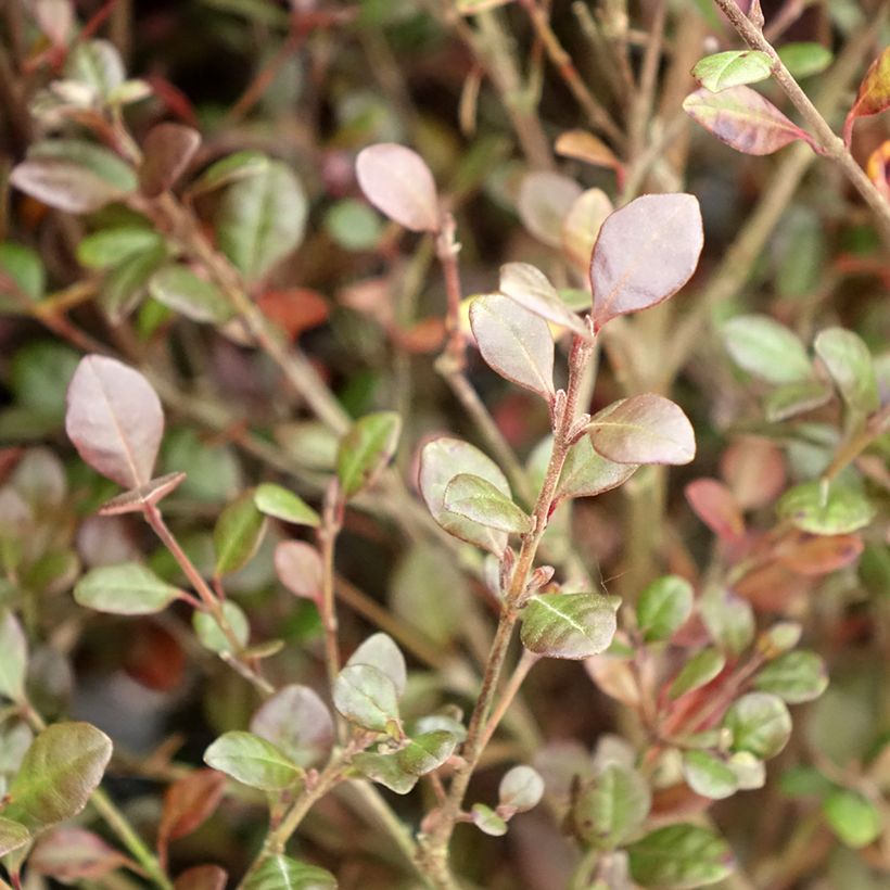 Lophomyrtus ralphii Red dragon (Foliage)