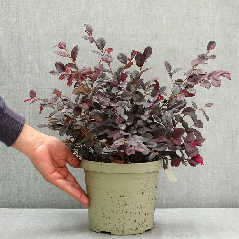 Loropetalum chinense Black Pearl - Chinese Witch Hazel 3L/4L pot sample as delivered in summer